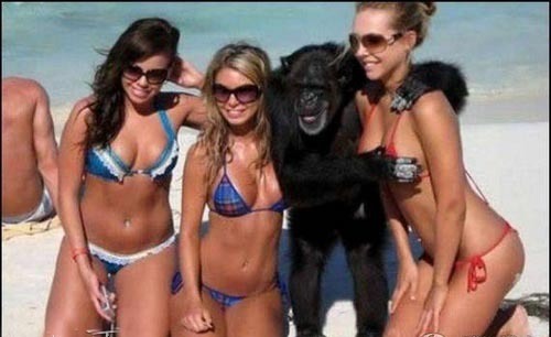 幸福的黑猩猩百家乐翻天