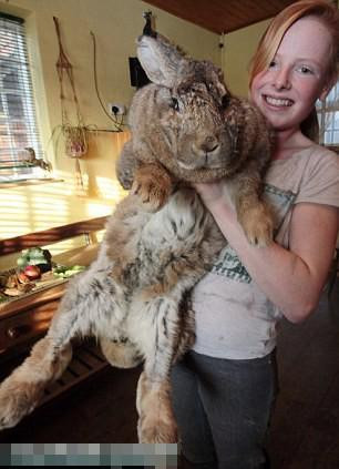 世界第一胖兔！体重达50斤百家乐翻天
