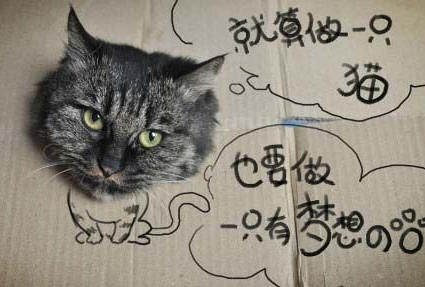 猫的梦想,醒世百家乐!
