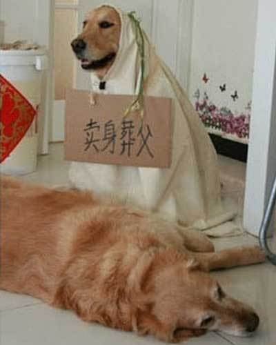 狗主人你太有才了,幽默百家乐!