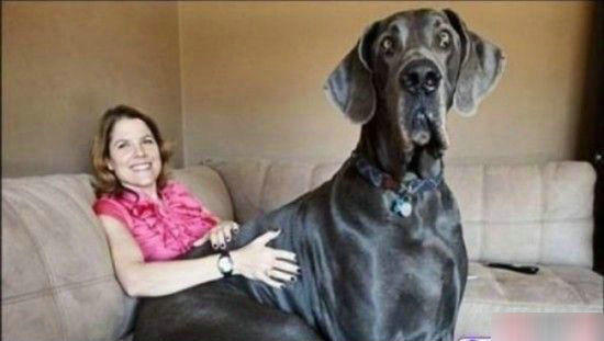 比人还大的巨型萌犬让美女消受不起！