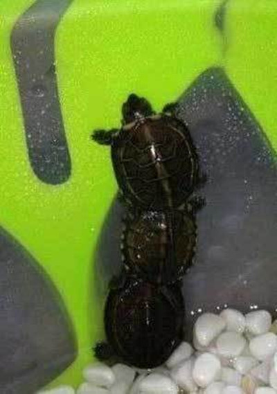 哥三个你们这是要越狱吗?