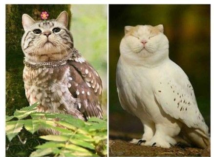 家猫与猫头鹰的换脸传说