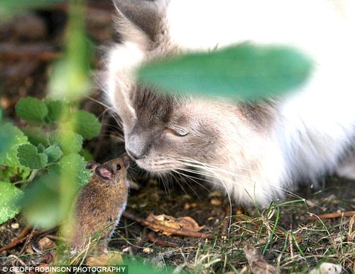 现实版的猫和老鼠萌与囧的代表