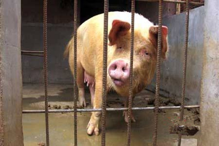 母猪救夫被网友评为感动中国10大动物第一