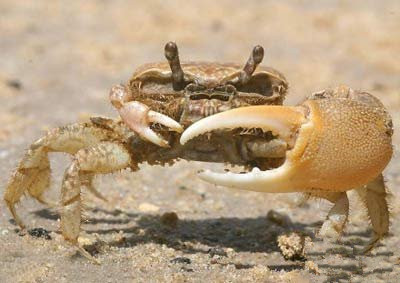 百家乐园“搞笑的螃蟹横行霸道”