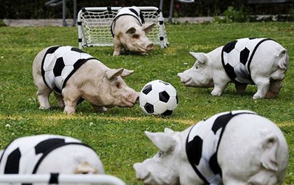 百家乐翻天“猪球场上的猪汉子”