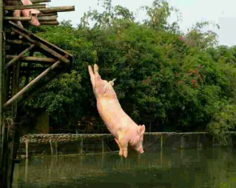 猪星人高台跳水表演大赛